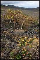 Flowers and tree in lava flow. Maui, Hawaii, USA ( color)