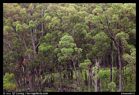 Eucalyptus forest. Maui, Hawaii, USA