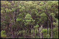 Eucalyptus forest. Maui, Hawaii, USA (color)