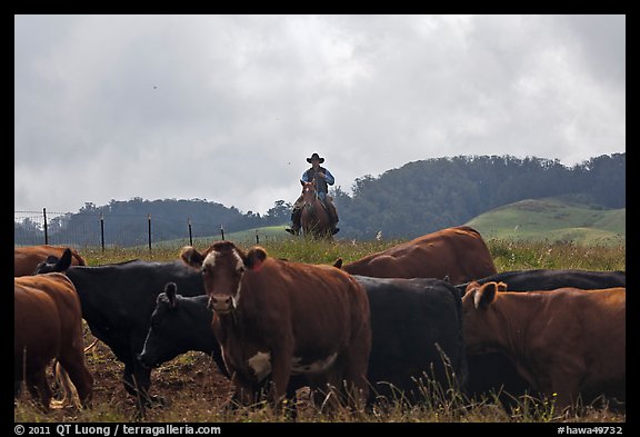 Paniolo cowboy overlooking cattle. Maui, Hawaii, USA