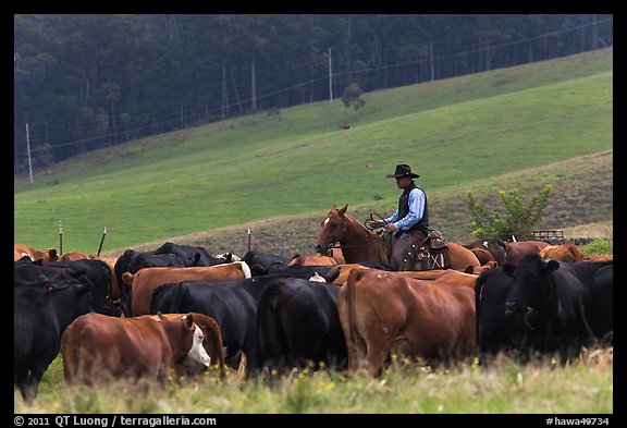 Cowboy rounding up cattle herd. Maui, Hawaii, USA (color)