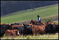 Cowboy rounding up cattle herd. Maui, Hawaii, USA