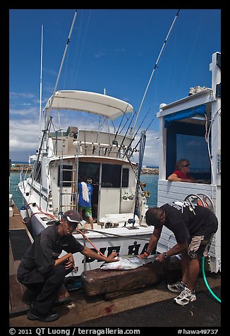 Men cutting fish caught in sport-fishing expedition. Lahaina, Maui, Hawaii, USA (color)