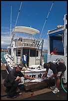 Men cutting fish caught in sport-fishing expedition. Lahaina, Maui, Hawaii, USA ( color)