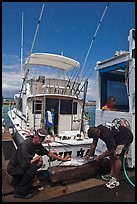 Men cutting fish caught in sport-fishing expedition. Lahaina, Maui, Hawaii, USA