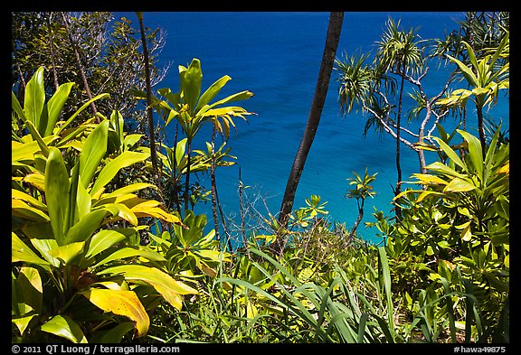 Tropical foliage and blue waters, Na Pali coast. Kauai island, Hawaii, USA