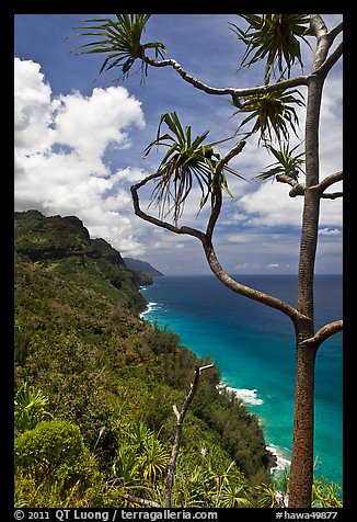 Tree and green coastline, Na Pali coast. Kauai island, Hawaii, USA (color)