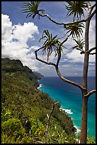 Tree and green coastline, Na Pali coast. Kauai island, Hawaii, USA