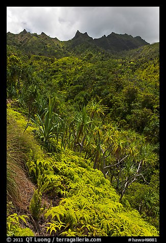 Lush slopes and mountains, Na Pali coast. Kauai island, Hawaii, USA (color)
