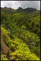 Lush slopes and mountains, Na Pali coast. Kauai island, Hawaii, USA ( color)
