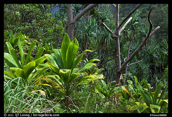 Tropical vegetation along Kalalau trail. Kauai island, Hawaii, USA