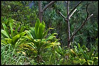 Tropical vegetation along Kalalau trail. Kauai island, Hawaii, USA (color)