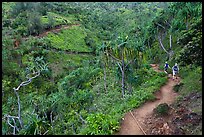 Kalalau trail. Kauai island, Hawaii, USA ( color)