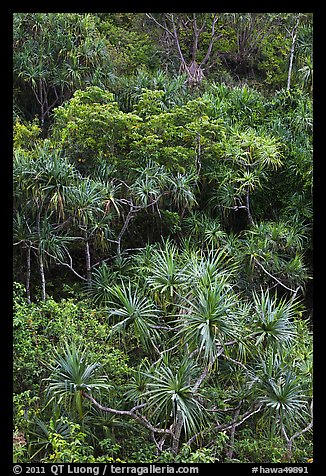 Pandanus trees on slope. Kauai island, Hawaii, USA (color)
