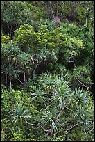 Pandanus trees on slope. Kauai island, Hawaii, USA (color)