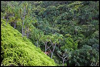 Lush tropical vegetation on Pali, Na Pali coast. Kauai island, Hawaii, USA