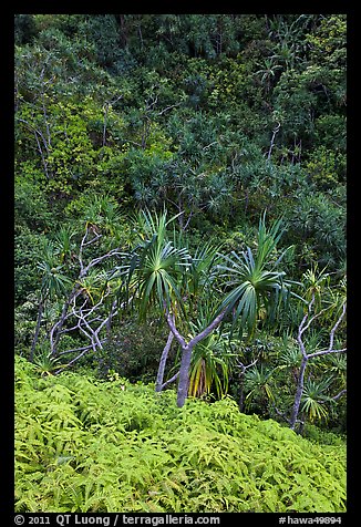 Ferns,  Pandanus trees and steep slope, Na Pali coast. Kauai island, Hawaii, USA