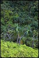 Ferns,  Pandanus trees and steep slope, Na Pali coast. Kauai island, Hawaii, USA