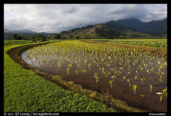Taro farming, Hanalei Valley, morning. Kauai island, Hawaii, USA