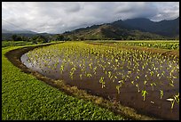 Taro farming, Hanalei Valley, morning. Kauai island, Hawaii, USA (color)