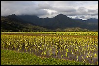 Taro cultivation, Hanalei Valley. Kauai island, Hawaii, USA (color)