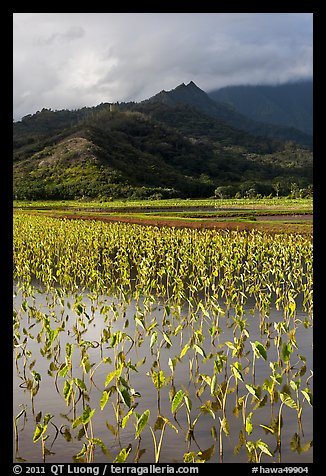 Taro paddy field and mountains, Hanalei Valley. Kauai island, Hawaii, USA (color)