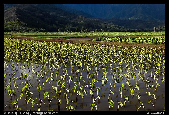 Taro grown in paddy fields. Kauai island, Hawaii, USA