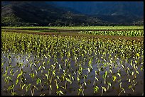 Taro grown in paddy fields. Kauai island, Hawaii, USA ( color)