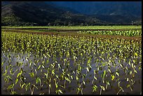 Taro grown in paddy fields. Kauai island, Hawaii, USA