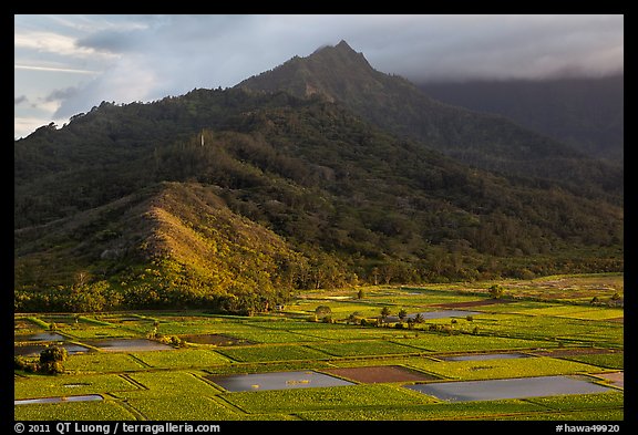 Taro paddy fields and mountains, Hanalei Valley. Kauai island, Hawaii, USA