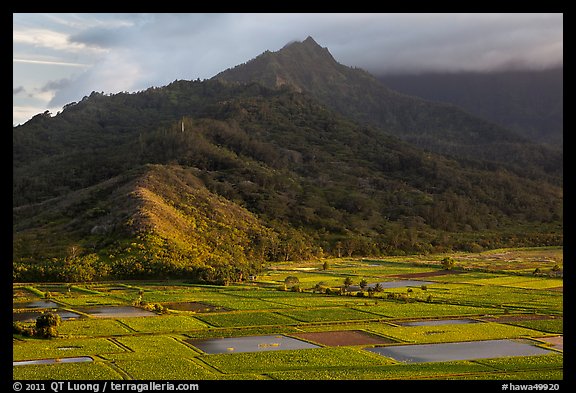 Taro paddy fields and mountains, Hanalei Valley. Kauai island, Hawaii, USA (color)