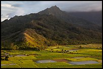 Taro paddy fields and mountains, Hanalei Valley. Kauai island, Hawaii, USA