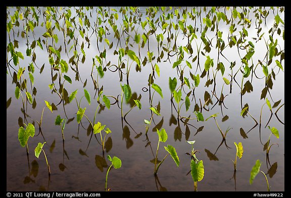 Flooded taro fields. Kauai island, Hawaii, USA