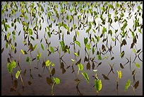 Flooded taro fields. Kauai island, Hawaii, USA