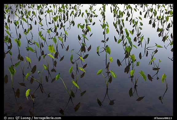 Taro crops. Kauai island, Hawaii, USA