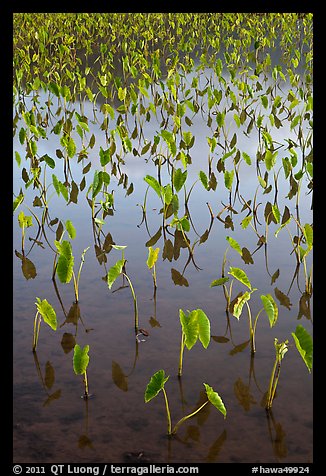 Flooded taro cultivation. Kauai island, Hawaii, USA (color)