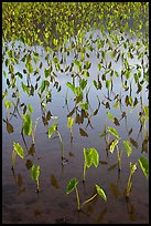 Flooded taro cultivation. Kauai island, Hawaii, USA ( color)