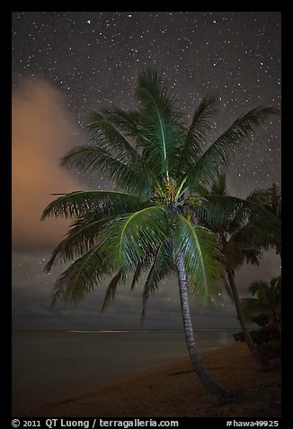 Palm tree, beach and stars. Kauai island, Hawaii, USA