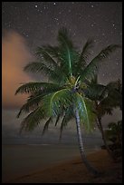 Palm tree, beach and stars. Kauai island, Hawaii, USA