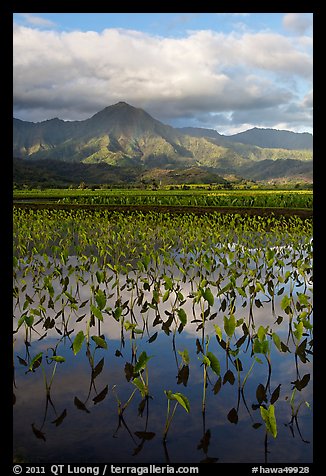 Mountains reflected in paddy fields with taro, Hanalei Valley. Kauai island, Hawaii, USA