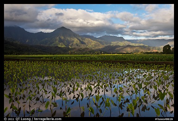 Taro fields reflections, Hanalei Valley. Kauai island, Hawaii, USA