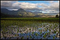 Taro fields reflections, Hanalei Valley. Kauai island, Hawaii, USA ( color)