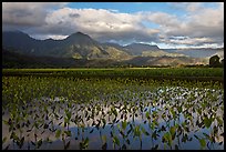 Taro fields reflections, Hanalei Valley. Kauai island, Hawaii, USA (color)