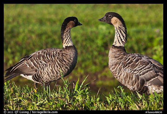 Hawaiian Geese, Hanalei National Wildlife Refuge. Kauai island, Hawaii, USA (color)