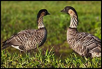 Hawaiian Geese, Hanalei National Wildlife Refuge. Kauai island, Hawaii, USA ( color)