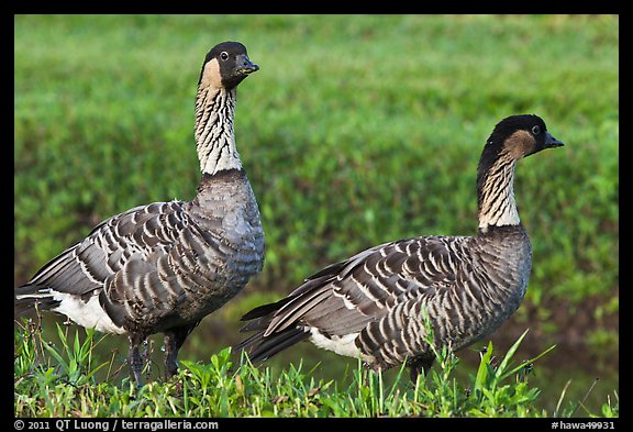 Nene, , Hanalei National Wildlife Refuge. Kauai island, Hawaii, USA (color)