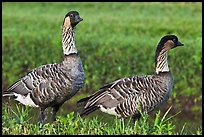 Nene, , Hanalei National Wildlife Refuge. Kauai island, Hawaii, USA ( color)