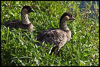 Endangered Nene in grases, Hanalei Valley. Kauai island, Hawaii, USA