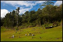 Graves on grassy slope, Hanalei Valley. Kauai island, Hawaii, USA ( color)