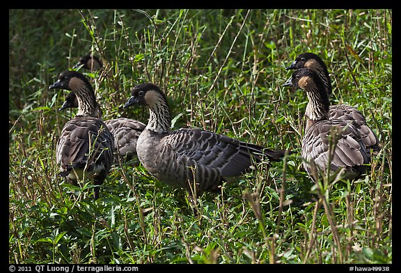 Group of Hawaiian nenes, Hanalei National Wildlife Refuge. Kauai island, Hawaii, USA (color)